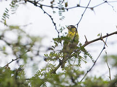 Yellow-cheeked Becard