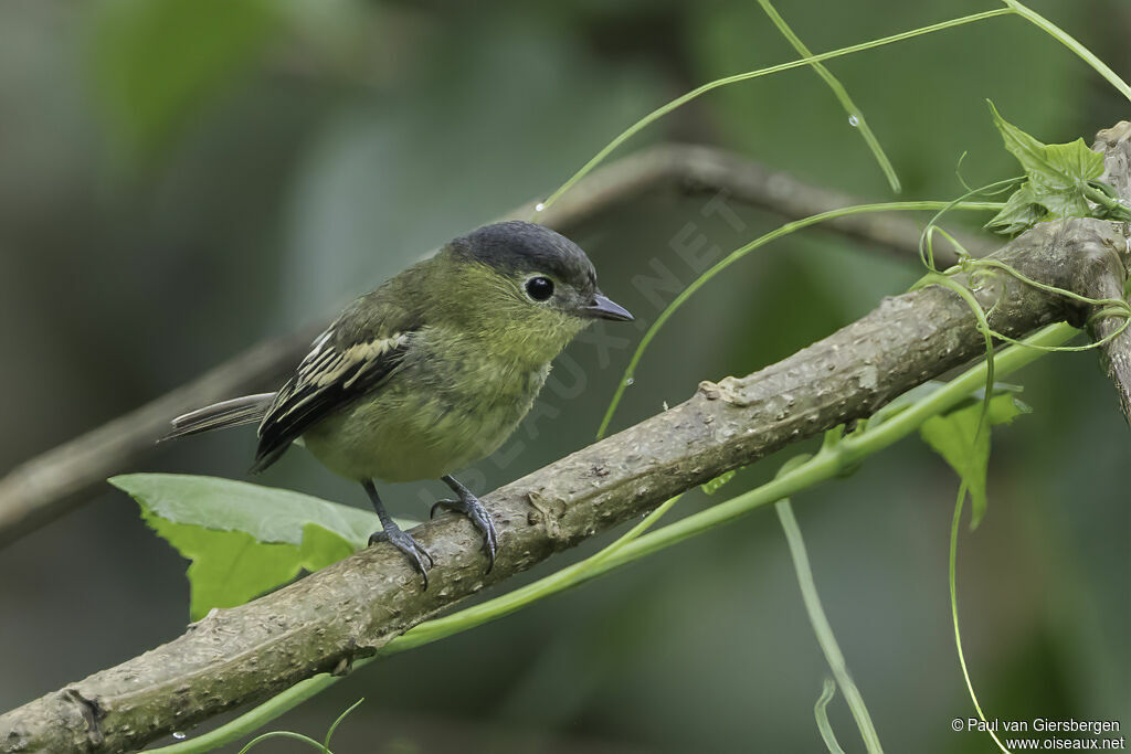 Barred Becard female adult