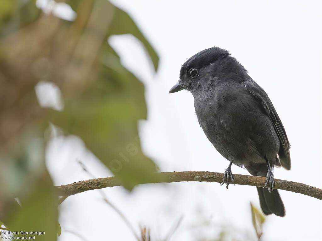 Bécarde de la Jamaïque mâle adulte, identification