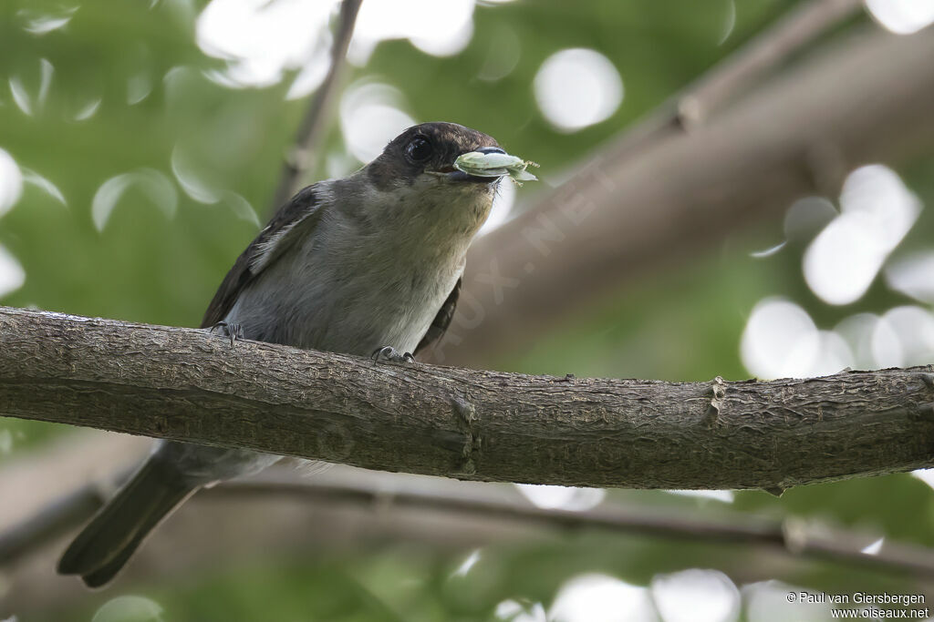 Jamaican Becard female adult