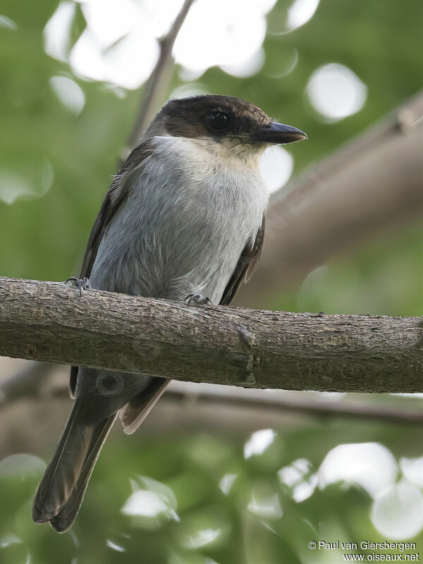 Jamaican Becard female adult