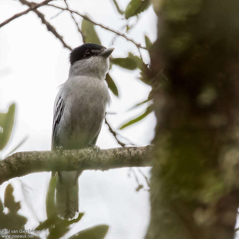 Grey-collared Becard male adult, identification