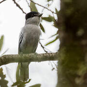 Grey-collared Becard