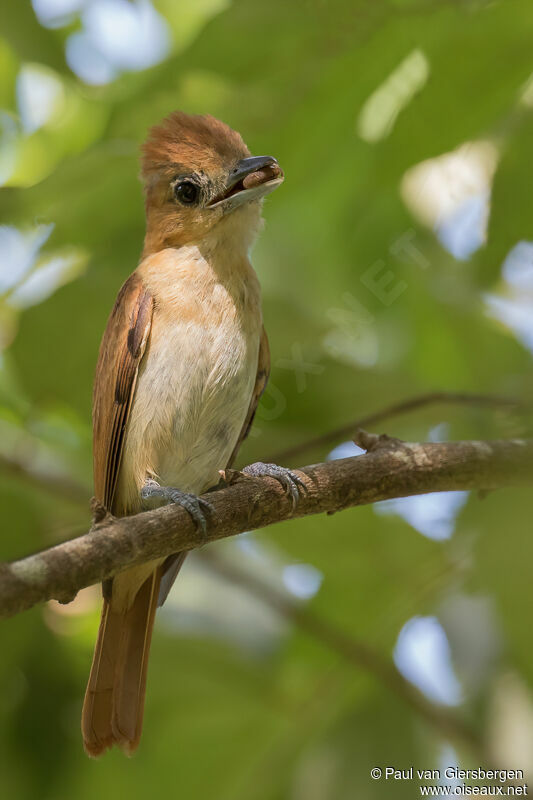 One-colored Becard female adult