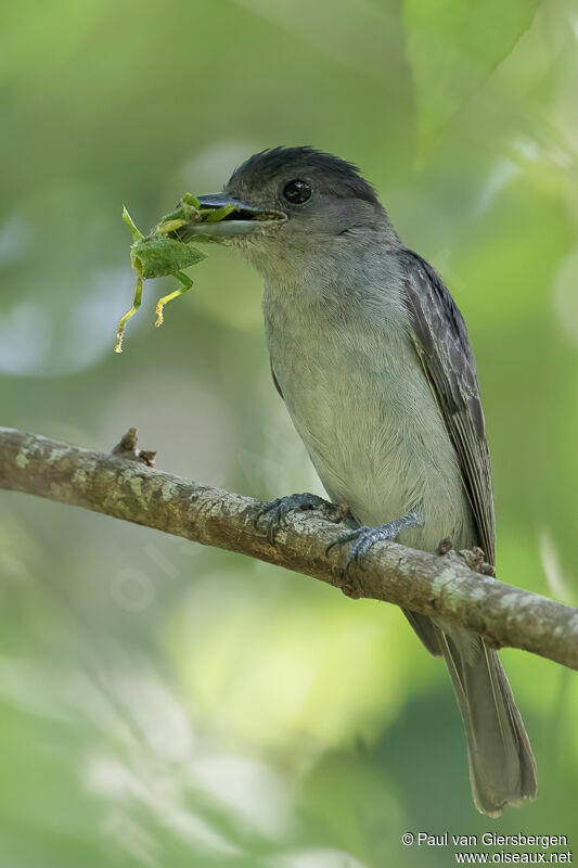 One-colored Becard male adult