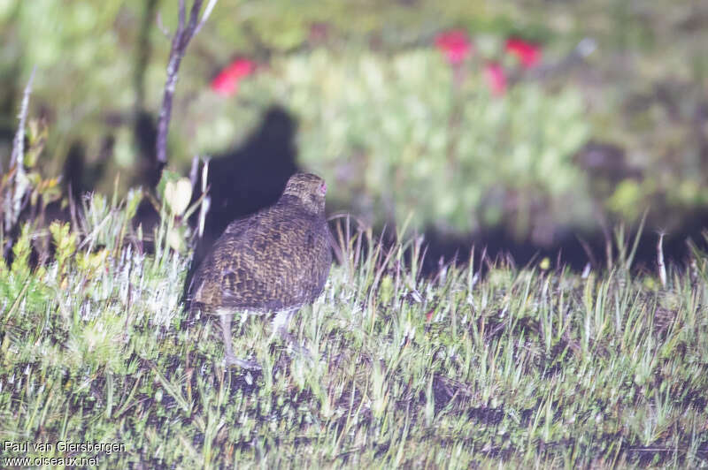 New Guinea Woodcock