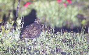 New Guinea Woodcock