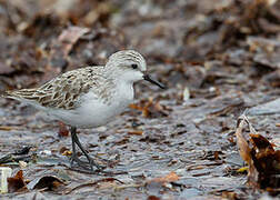 Red-necked Stint