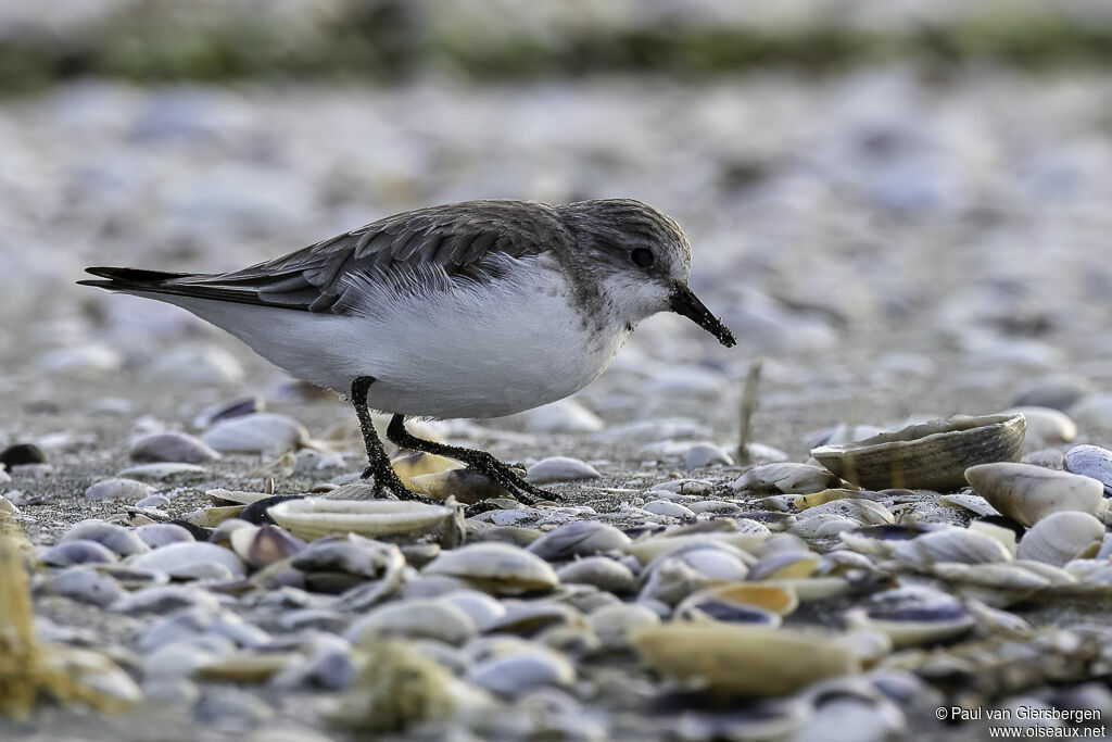 Red-necked Stintadult