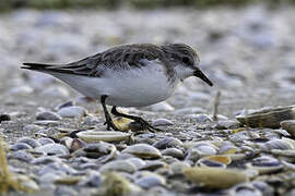 Red-necked Stint