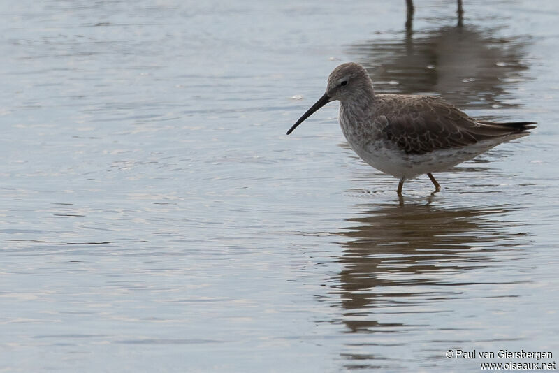 Stilt Sandpiperadult