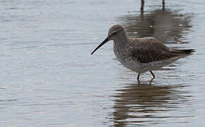 Stilt Sandpiper