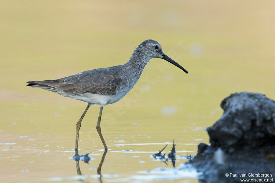 Stilt Sandpiperadult