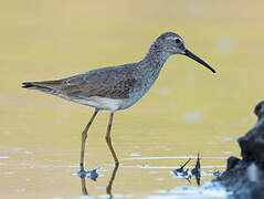 Stilt Sandpiper