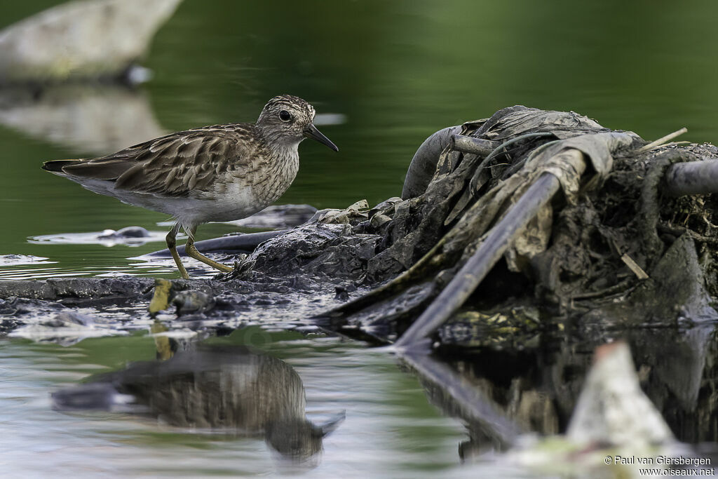 Long-toed Stintadult post breeding