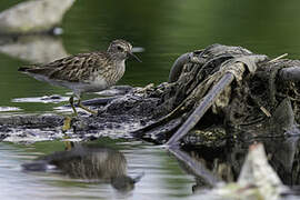 Long-toed Stint