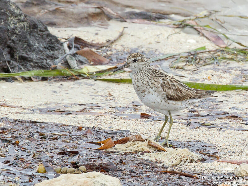 Sharp-tailed Sandpiper