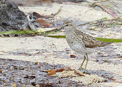 Sharp-tailed Sandpiper