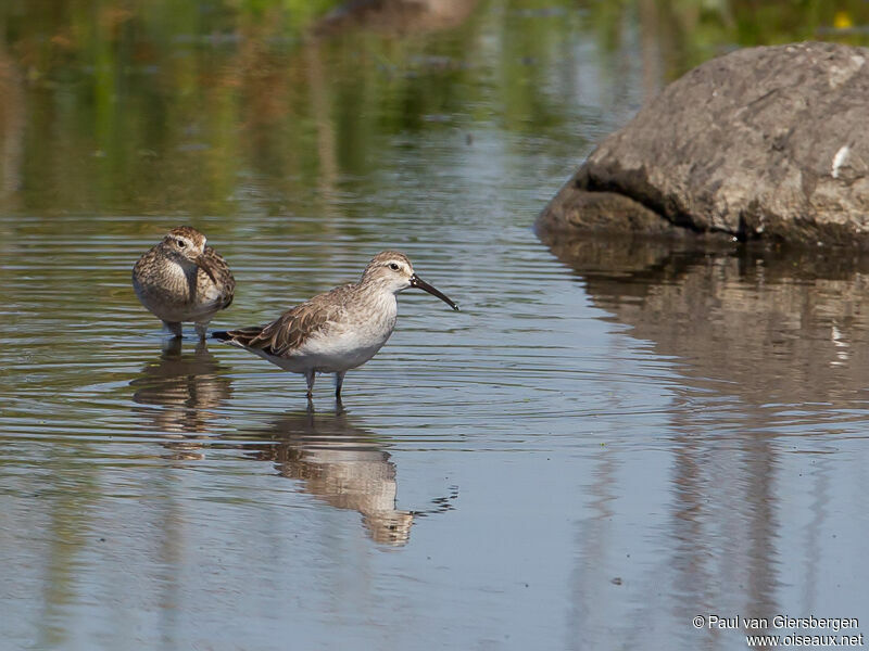 Curlew Sandpiper