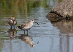 Curlew Sandpiper