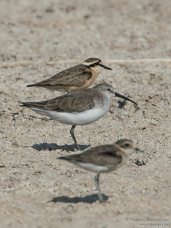 Curlew Sandpiperadult