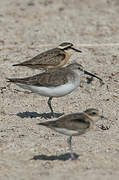 Curlew Sandpiper