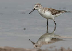 Western Sandpiper