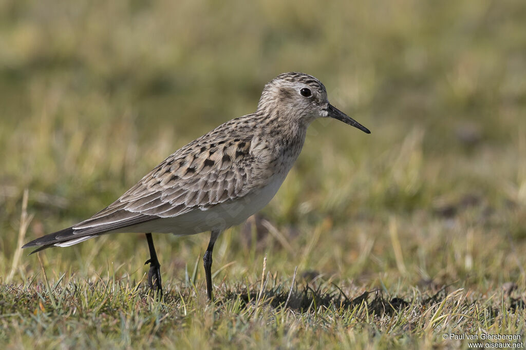 Baird's Sandpiperadult