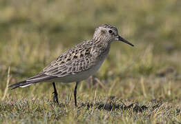 Baird's Sandpiper