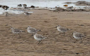 Great Knot