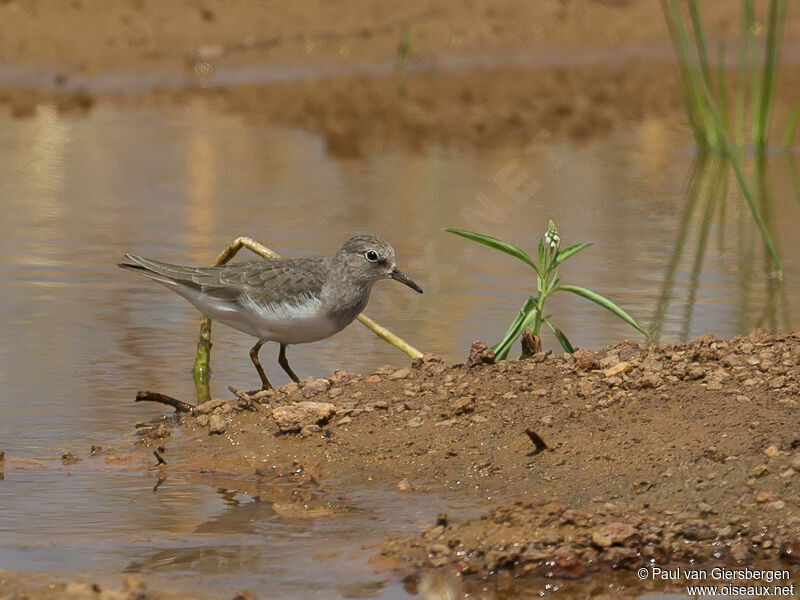 Temminck's Stint