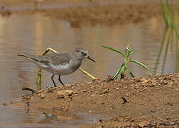 Temminck's Stint