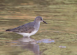 Temminck's Stint