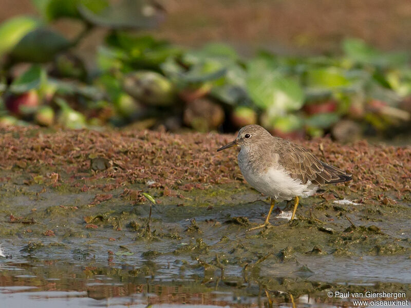 Temminck's Stint