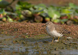 Temminck's Stint