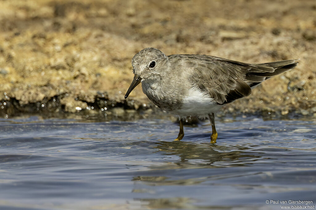 Bécasseau de Temminckadulte