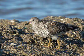 Surfbird