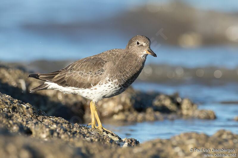 Surfbirdadult breeding