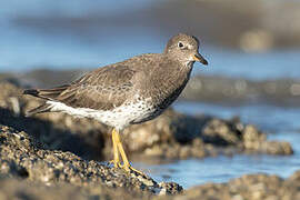 Surfbird