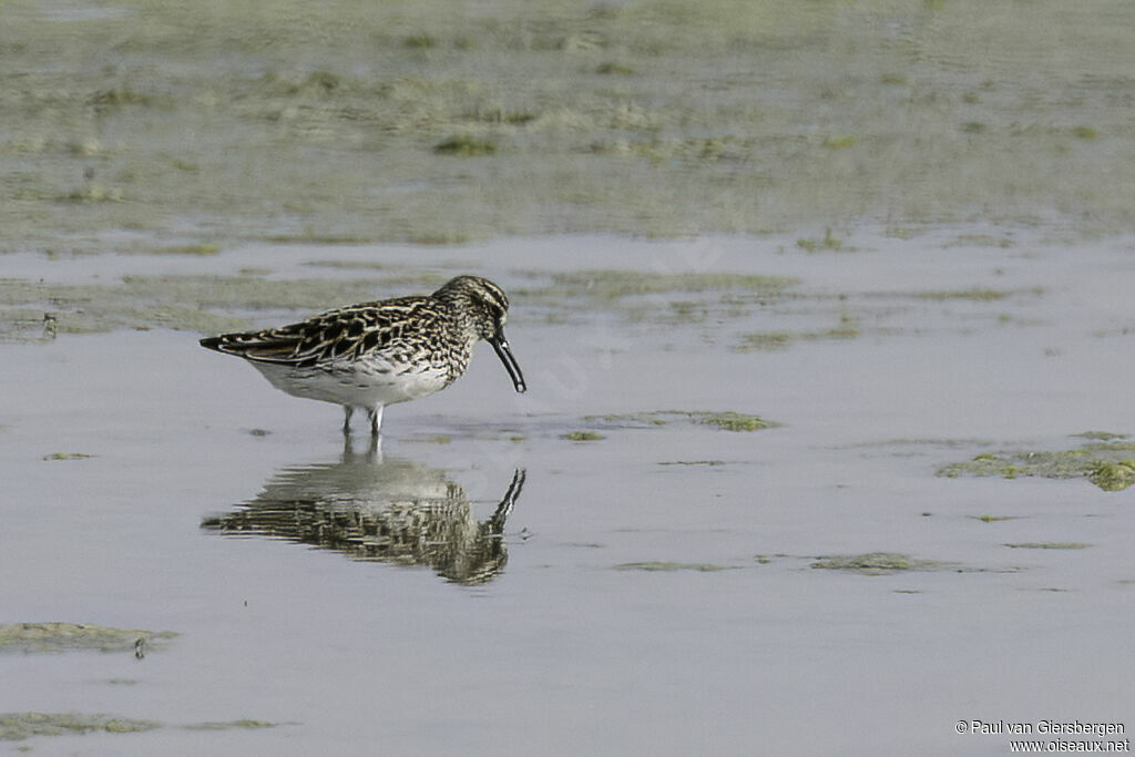 Bécasseau falcinelle