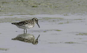 Broad-billed Sandpiper