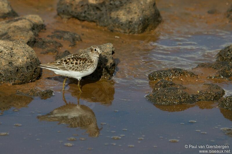 Least Sandpiper