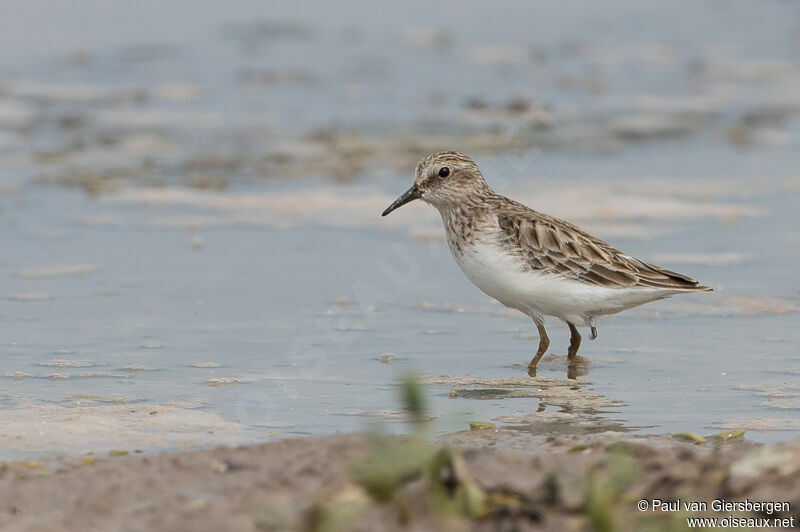 Least Sandpiper