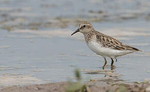 Least Sandpiper