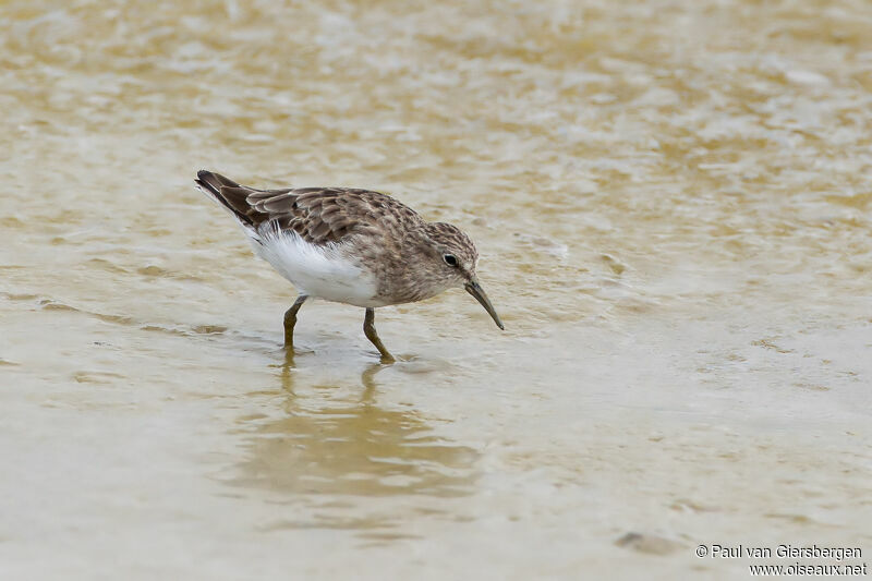 Least Sandpiper