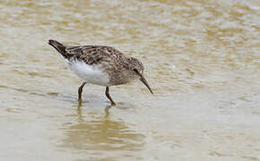 Least Sandpiper