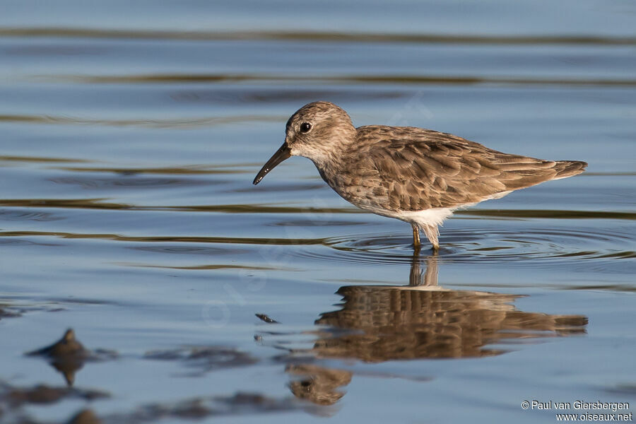 Least Sandpiper