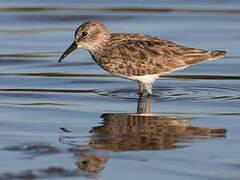 Least Sandpiper