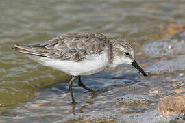 Little Stint