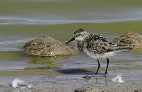 Little Stint